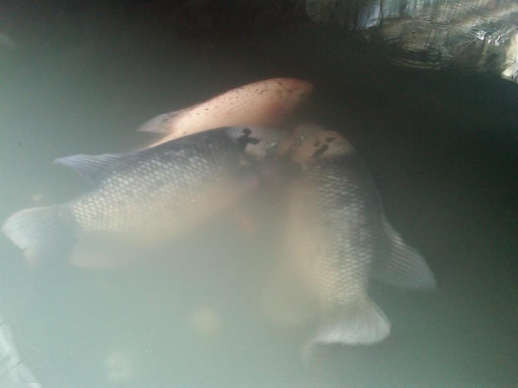 Hasil mancing minggu kemaren, ,manthapppppp