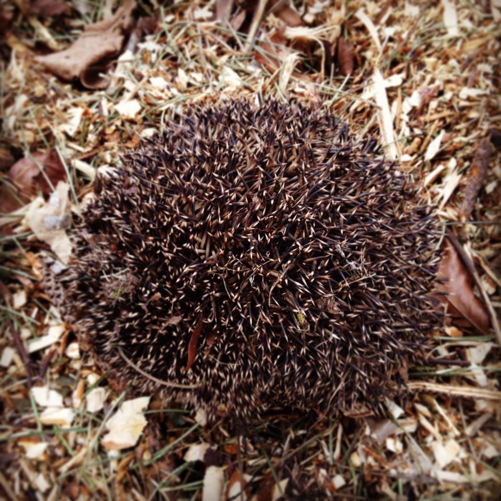Look who I found hibernating in a compost heap
Its thought hibernating may have started in Noahs day due to the flood