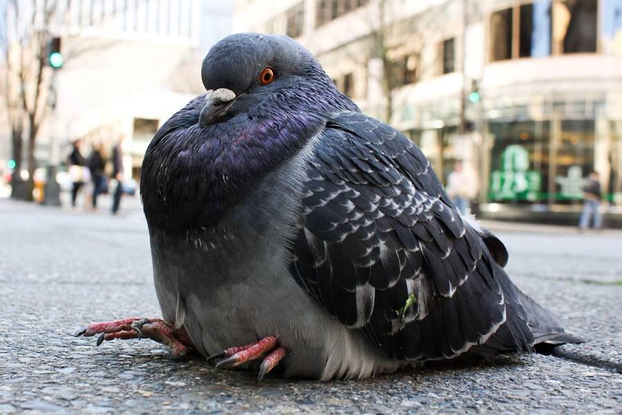 PigeonJon's tweet photo. There is Not Actually a Solar Eclipse. Yep. It is Just Fat Barry's shadow. Sorry about that. http://t.co/BiJGrNdrJa