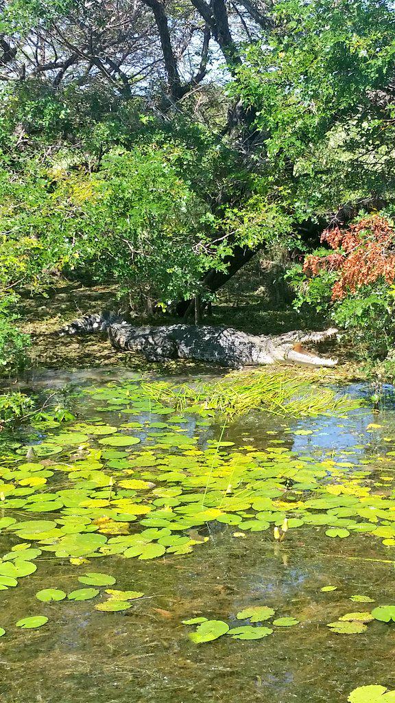 Contikidave's tweet image. #stunnning #sights on our included #cruise in #kakadu with #contiki. Great 2nd half to the day. #noregrets