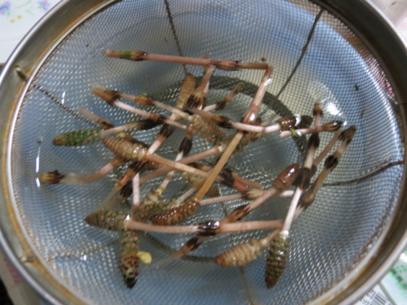 ookiinee's tweet photo. 更新ご無沙汰です。
『ツクシ』が生えてたので、卵と茹でて食べました。
そのへんの飲食店の植え込みに生えててビックリ。
巨大生物のほうは現在、情報収集中です。お楽しみに！ http://t.co/juyuneyvQj