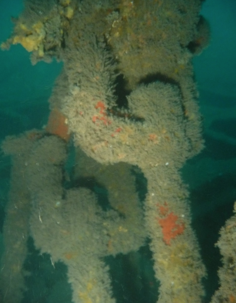 SarahWardAU's tweet photo. Appeal to find relatives of crew from WWI ship sunk near Lyme Regis http://t.co/dgkLpTewlt #SSBaygitano #shipwrecks http://t.co/3eCJbWt1Rx