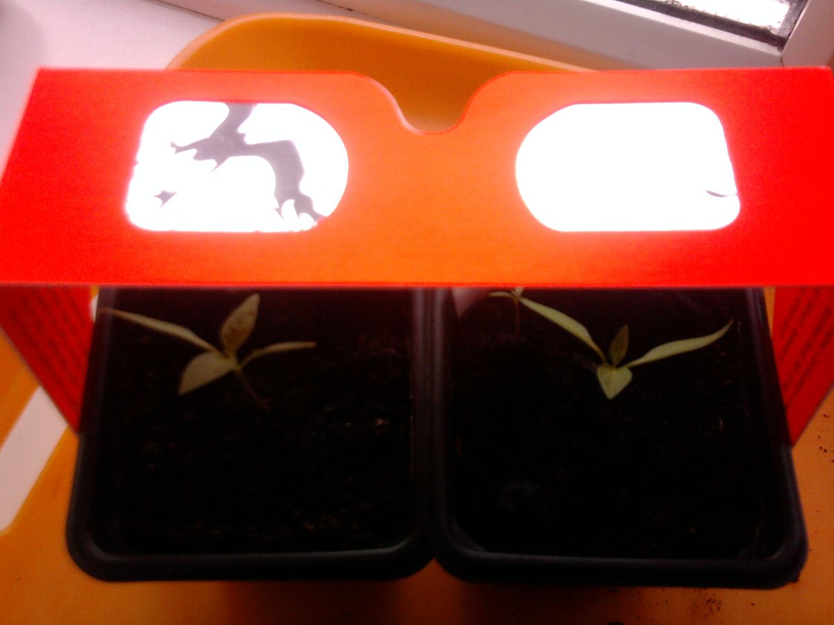 Dales_Starman's tweet image. #ChilliPlants all set for the #Eclipse2015 :-D #SafeViewing