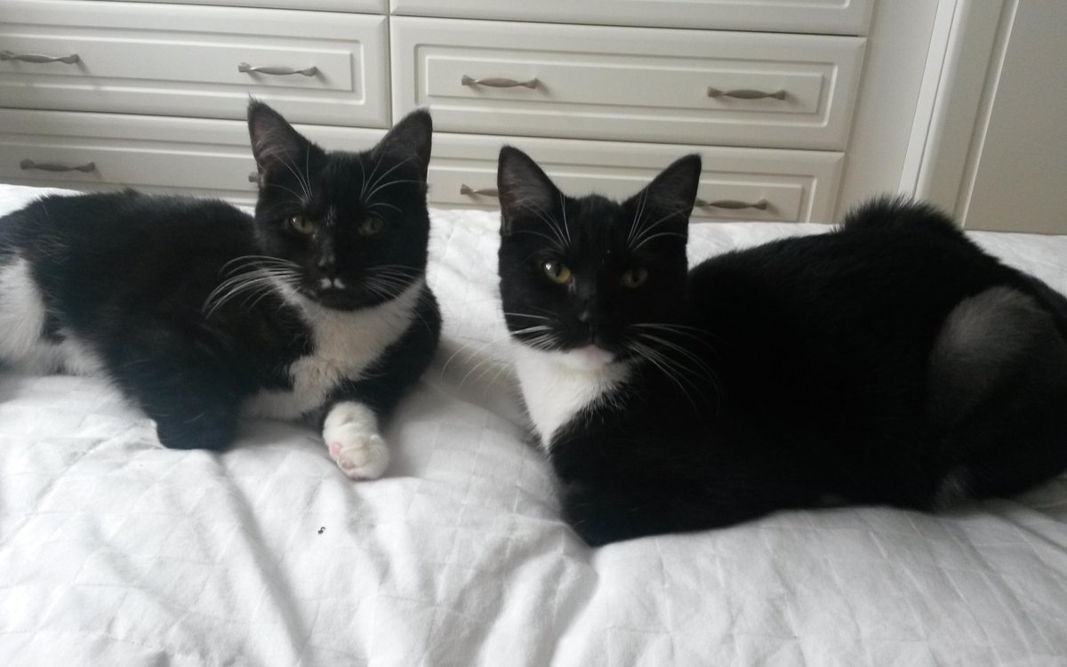 colinrance77's tweet photo. #CHAThappy Effra and Tyburn still nice and comfy after 4 months in their new home. They adopted us from Lewisham. http://t.co/AXERfyDw1Q