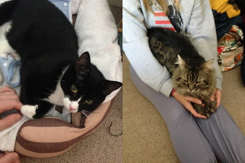 CeliaHammond's tweet photo. Wilson was saved by your donations for his surgery. He met Rolo in our centre & they found a home together #CHAThappy http://t.co/CApDFtdg4D