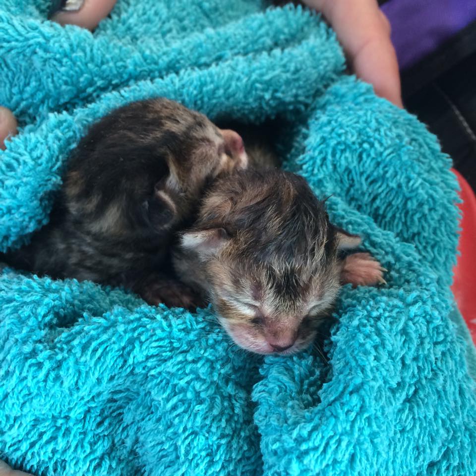 FuerteFelinos's tweet photo. Nuestra versión de Thor y Jade! Tirados a la basura con 2 días de vida @lenavalenti @Omayra_Sanchez http://t.co/DGqzYJQgrN