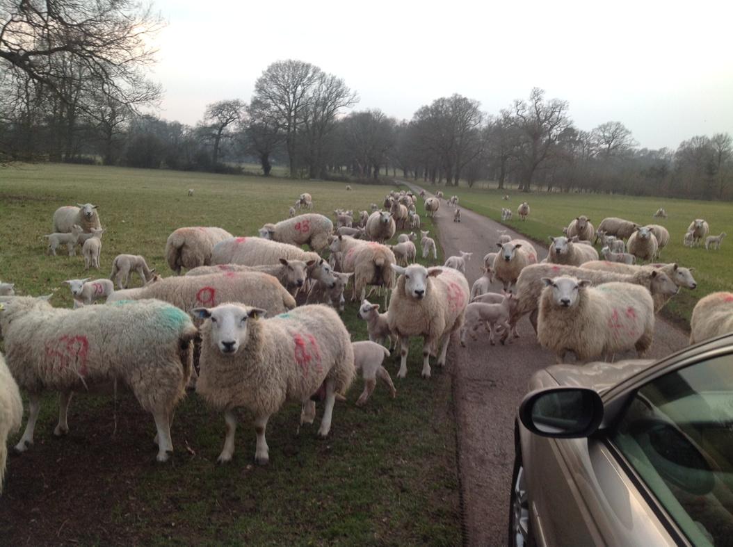 CalKateHoward's tweet image. It must be feeding time at Edstone!