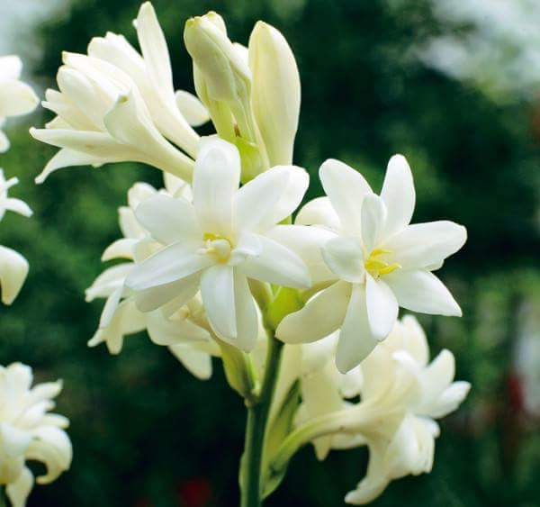 Tuberose