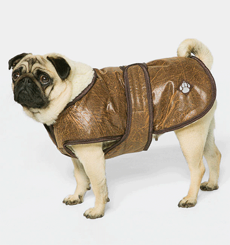 cambridgepets's tweet photo. Calling all Pug lovers! Check out this cute Pug, in one of Danish Design's Waggle Coats! #puglife #cambridgepets http://t.co/IbAOCTgh8m