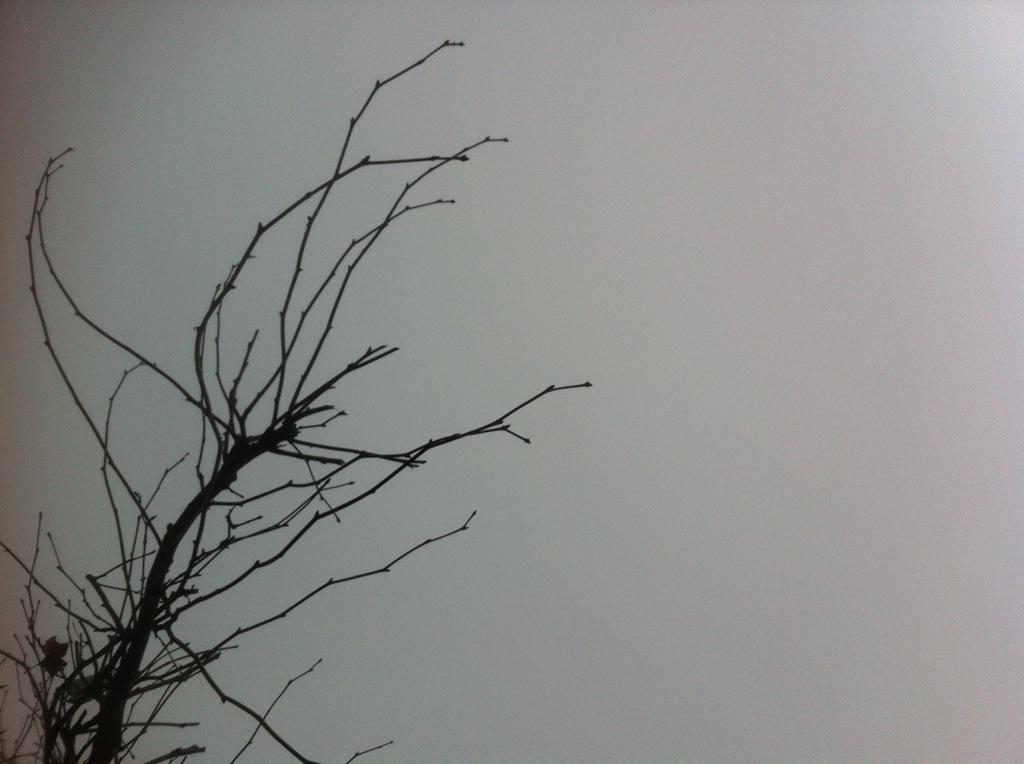 carlism01's tweet photo. De maan kijkt hier niet door de bomen @signecaminada  #zonsverduistering #eclipse2015 http://t.co/0GziVjglYk