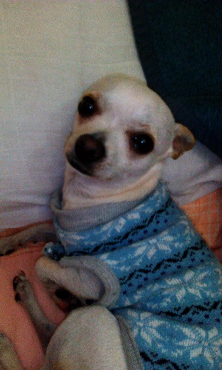 932Crist's tweet photo. Mi chantajista preferido ... Q cara de pena me pone jajajajaja MUERO DE AMOR♥ http://t.co/SPb2OmkNtG