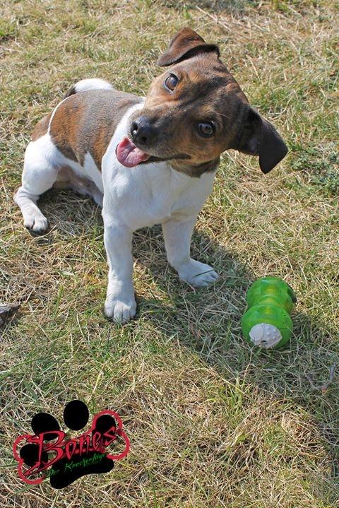 Neues Spielzeug und ab in Garten damit! #zooplus