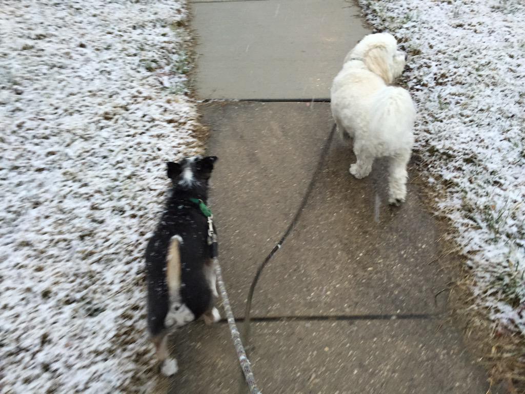 treebaa's tweet image. Lucky &amp;amp; Finn McCool looking forward to Spring.  #enoughwinter