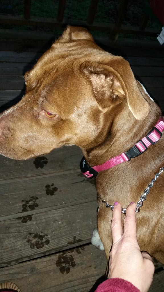 msdedeshow's tweet photo. My boy. Got him a pink collar so he looks less menacing. #changeofmindset http://t.co/YwxEBE1gSa