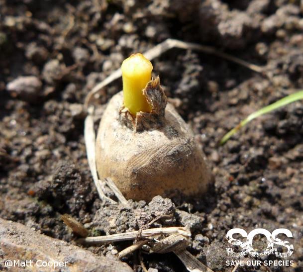 Good news from <a href="/SpeciesSavers/">IUCN Save Our Species</a>: 6,400 seeds of Critically Endangered #cycad planted in #Uganda! bit.ly/1FFkpQk