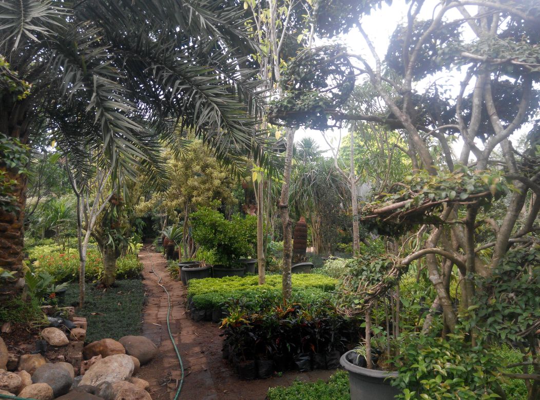Konsultan Landskap-Vertical Garden (@smartgardenid) on Twitter photo Kami siap melayani pembelian semua jenis tanaman di nursery kami di Sawangan. (K 021-29403496) cc <a href="/dokter_prima/">Dr. Prima P,SpOG,MPH</a> Kami siap melayani pembelian semua jenis tanaman di nursery kami di Sawangan. (K 021-29403496) cc <a href="/dokter_prima/">Dr. Prima P,SpOG,MPH</a>