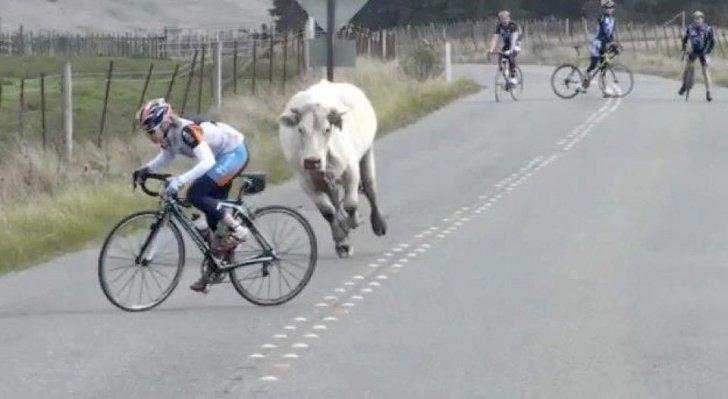 bikeboxuk's tweet photo. Lets race! #cyclistvscow http://t.co/2uoZwUW8pN