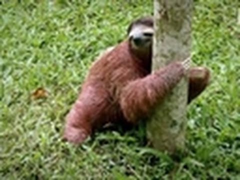 MarshallPricePi's tweet photo. Baby Sloths Get Potty Trained | Too Cute http://t.co/y4xZy1Ff1l #staged http://t.co/YtgkH5Ozc4