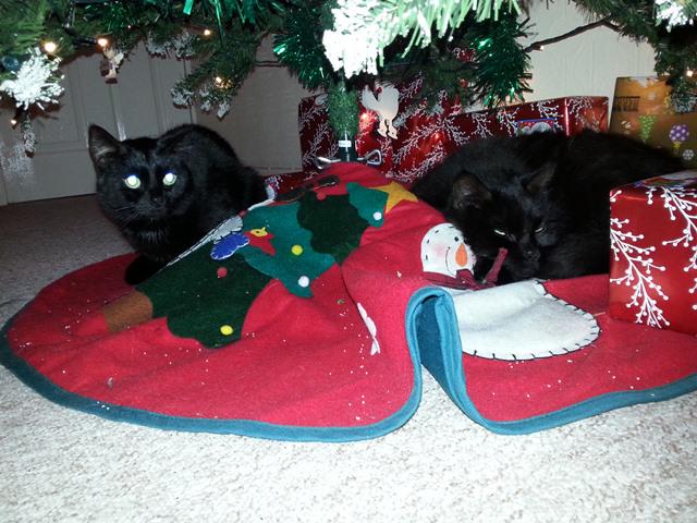 CeliaHammond's tweet photo. Oscar and Lilly were in our care for almost 4 years, but finally found a home just in time for xmas! #CHAThappy http://t.co/ceQurZjNPl