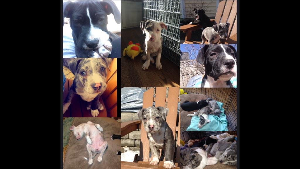 Come to Northbrook Court tomorrow from 11-4 to look at animals and hopefully adopt one!