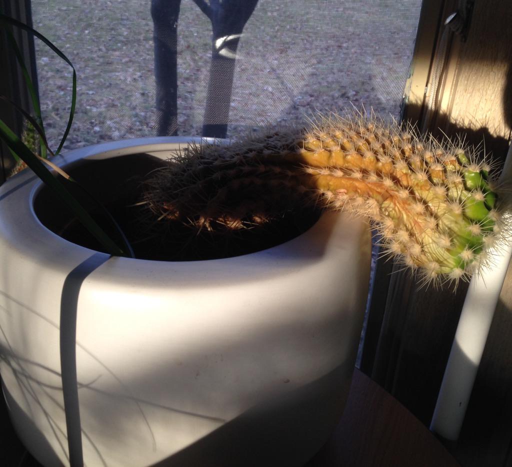 waxnard's tweet image. Query, do they make #Viagra for houseplants? #CactusFail