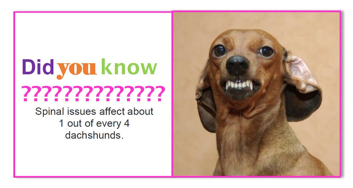 FriendsofSammie's tweet image. Check us out @ friendsofsammie.com