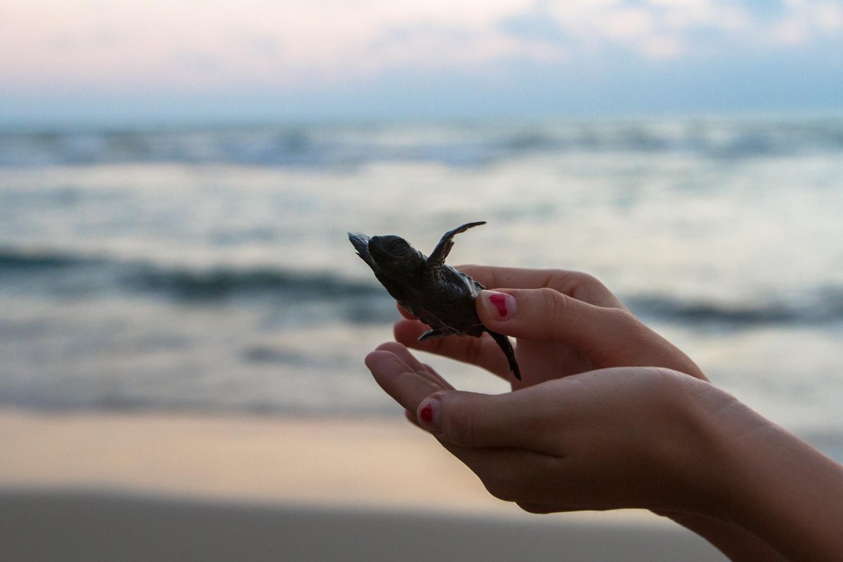 MVSNoticias's tweet photo. Las #tortugas verdes vuelven a Florida y México 
http://t.co/Iw6GaXjzLk http://t.co/CA8aK9UigE