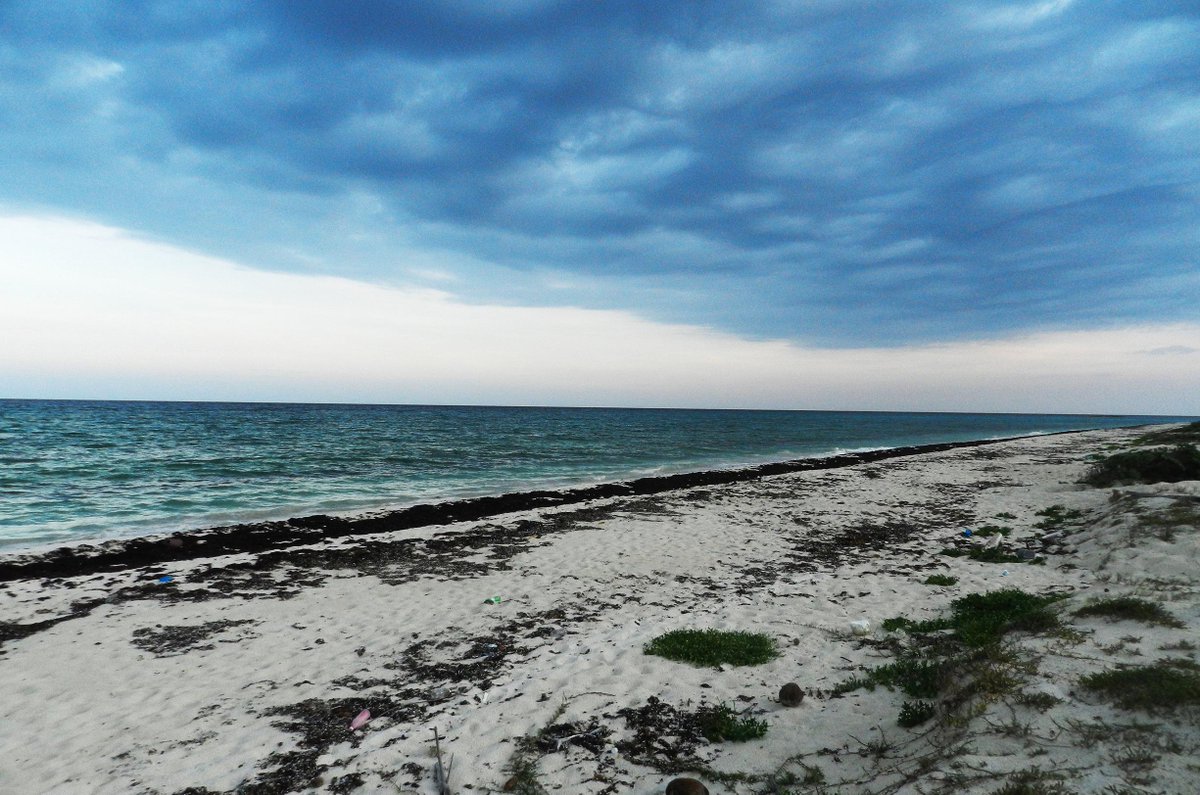 MVSNoticias's tweet photo. Las #tortugas verdes vuelven a Florida y México 
http://t.co/Iw6GaXjzLk http://t.co/CA8aK9UigE