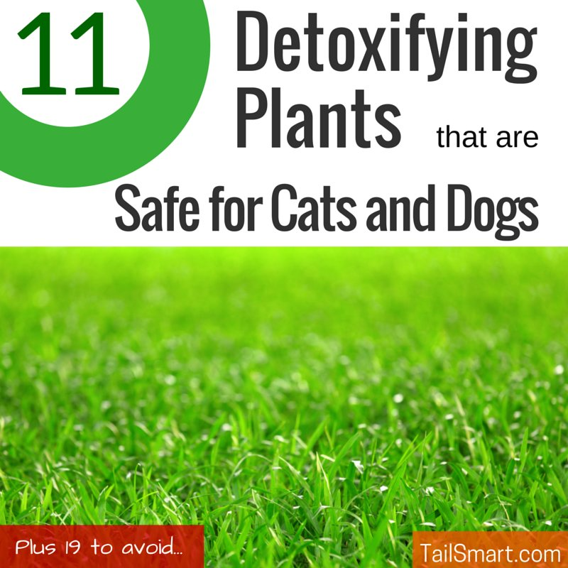 tailsmart's tweet photo. 11 Detoxifying Plants that are Safe for Cats and Dogs... Plus 19 to avoid! #cats #dogs http://t.co/Cc6iGdZXcq http://t.co/5FqV0lHYcC