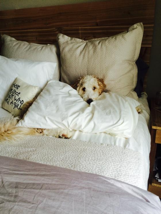 willcmcc's tweet image. I have the best puppy