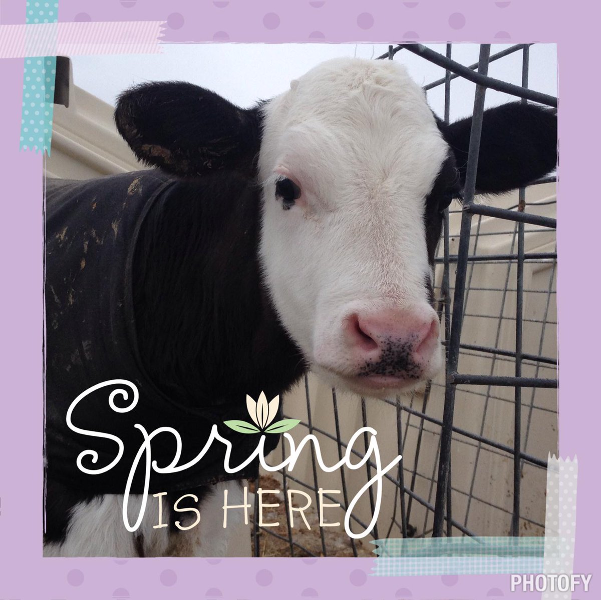 Vermont Farmstead tweet media