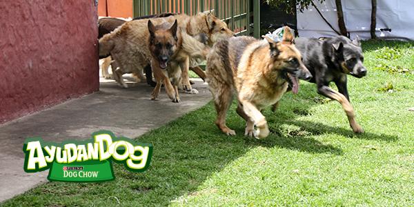 DogChowCo's tweet image. ¡Twittea! Cada vez que uses #YoEstoyAyudandog donaremos una bolsa de 400 gr. para alimentar a 1.200 perritos.