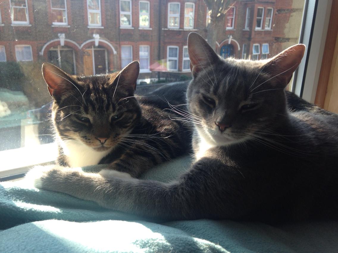 lucyhharrison's tweet photo. @CeliaHammond Max & Oskar, adopted 4 years ago after being found on a building site with 4 siblings #CHAThappy http://t.co/QaEqt44tkR