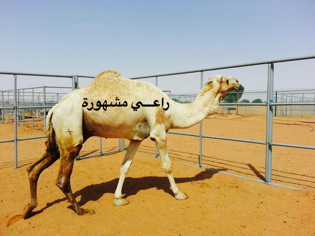 نجد بعير محمد بن غريب الكتبي
الاب نجد الشيبه
الام بنت خديدات