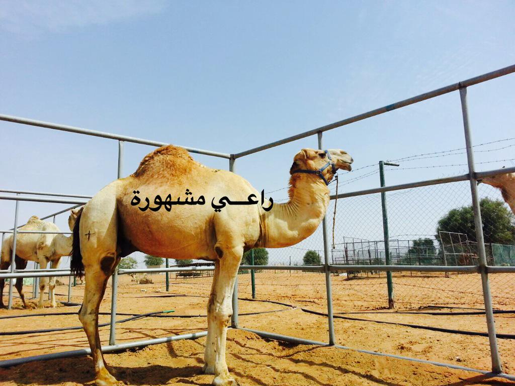 جبار بعير محمد بن غريب الكتبي
الاب جبار الشيبه
الام العقرب