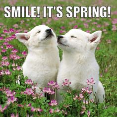 CentralBarkMV's tweet photo. Happy First Day Of Spring #firstdayofspring http://t.co/hNokbP6o51