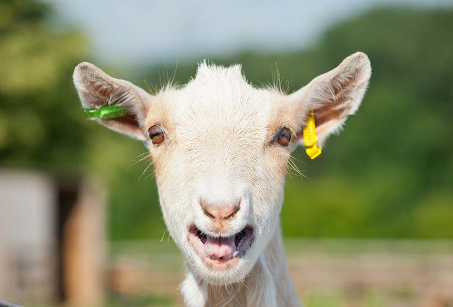 LeeValleyFarms's tweet image. This weekend is the last of our off peak weekends so take advantage!  ow.ly/KAmKt