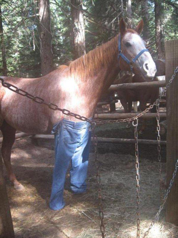 DenimFacts's tweet photo. Denim fact #3, Horses like denim too! http://t.co/IArzmcK9Ei
