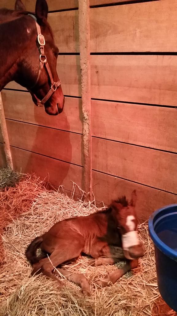 ShanelleWingert's tweet photo. Mom's doing good baby had feeding tube because she's not nursing, hoping she starts to get stronger http://t.co/L2gUA8pOXP