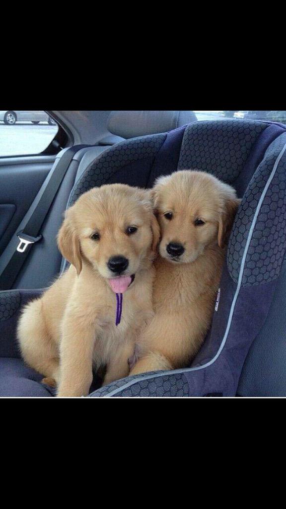 LauraLawton2's tweet photo. Introducing my family goals after graduation: http://t.co/xTal7WnPVp