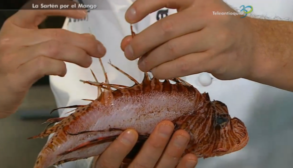 Teleantioquia (@teleantioquia) on Twitter photo ((Al Aire)) En <a href="/lasartenTV/">lasartenporelmango</a>, están los hermanos Jorge y Mark Rausch, preparando ricos platos con pez león. ((Al Aire)) En <a href="/lasartenTV/">lasartenporelmango</a>, están los hermanos Jorge y Mark Rausch, preparando ricos platos con pez león.
