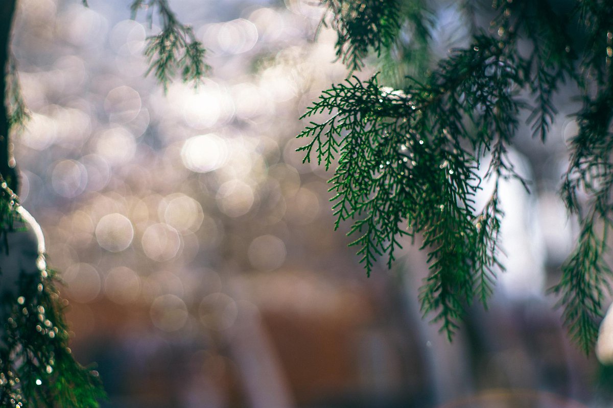 StyleLifeCity's tweet image. When the #firstdayofspring comes, everything is back to alive Photo from:Sorin Mutu flic.kr/p/rpQc7q