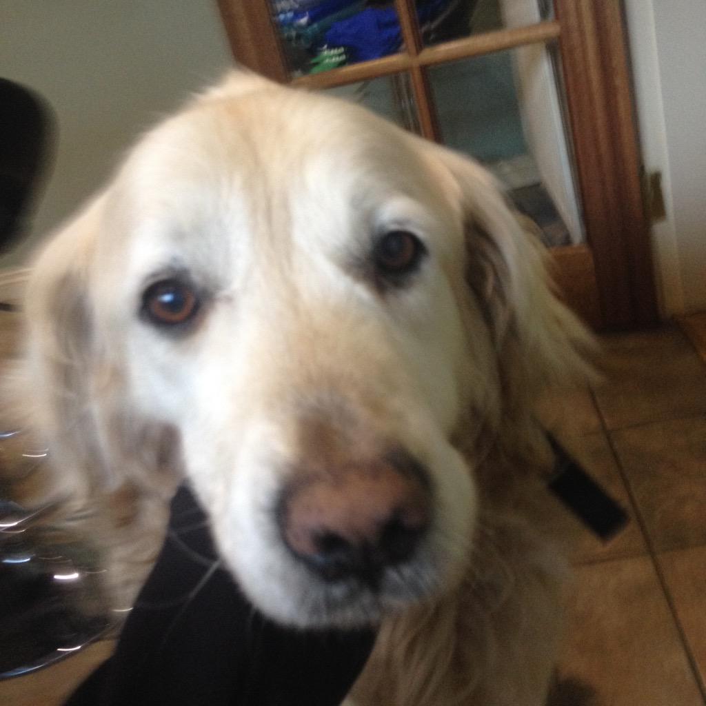 tighearnan1888's tweet photo. Horrible day made instantly better #bigsadface http://t.co/goSC3brCFv