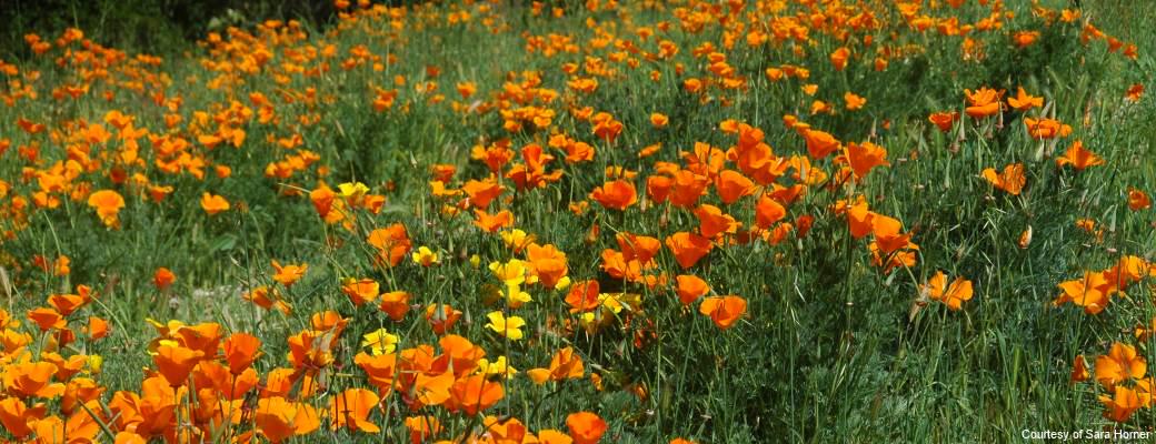SamoFund's tweet photo. Happy #firstdayofspring in the @SantaMonicaMtns -  http://t.co/vuFt624UNX http://t.co/nsvdRZH0zw