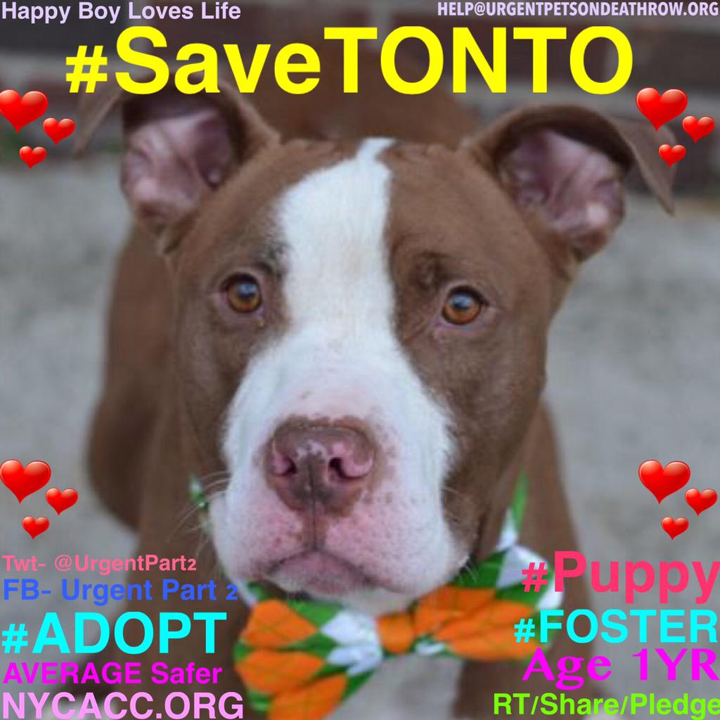 UrgentPart2's tweet photo. #SaveDEATHROWDOGS 18 Sweet #Dogs 2Die 3/21 http://t.co/HVypMfqX42

https://t.co/enGSbB3CFU

https://t.co/XOYdSTJbe0 http://t.co/ulz8K9NkTx