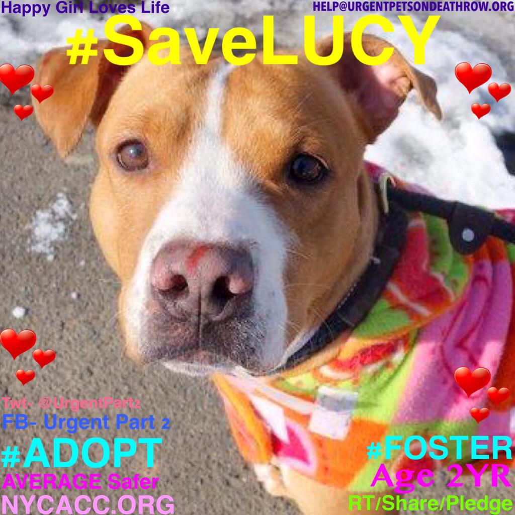 UrgentPart2's tweet photo. #SaveDEATHROWDOGS 18 Sweet #Dogs 2Die 3/21 http://t.co/HVypMfqX42

https://t.co/enGSbB3CFU

https://t.co/XOYdSTJbe0 http://t.co/ulz8K9NkTx