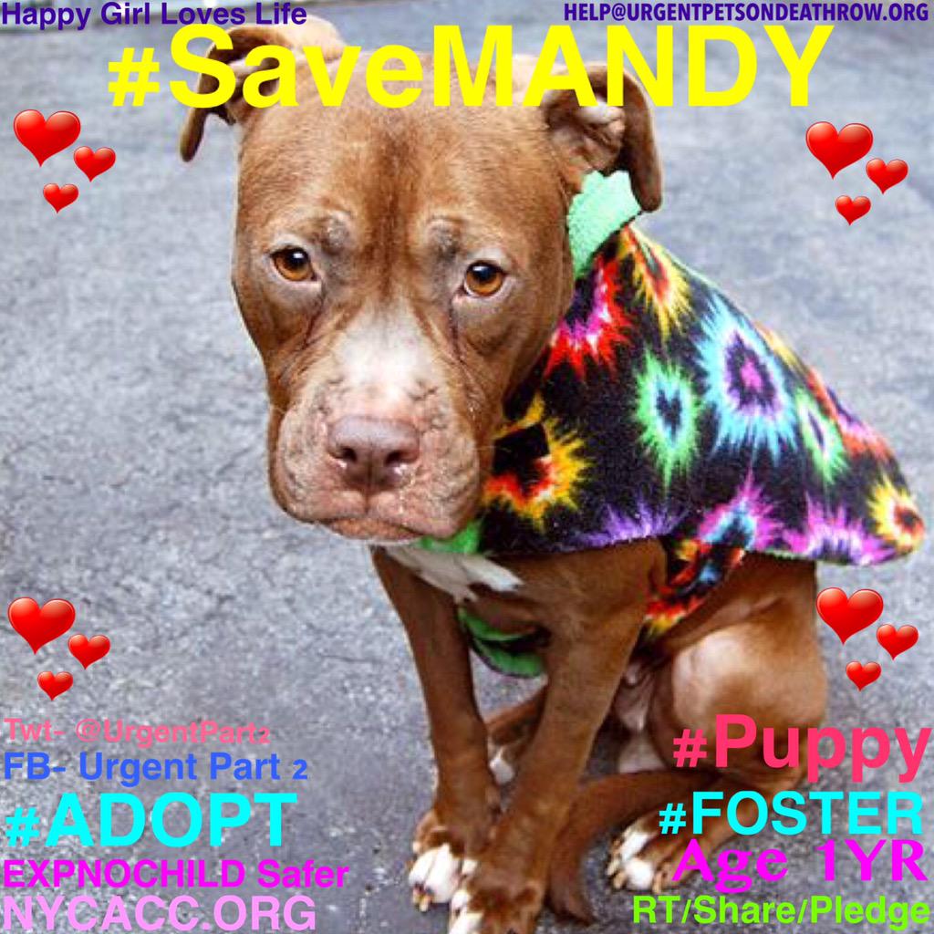 UrgentPart2's tweet photo. #SaveDEATHROWDOGS 18 Sweet #Dogs 2Die 3/21 http://t.co/HVypMfqX42

https://t.co/enGSbB3CFU

https://t.co/XOYdSTJbe0 http://t.co/ulz8K9NkTx
