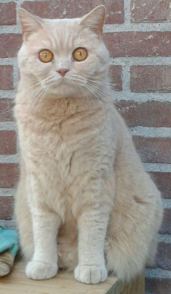 AnimalAlert's tweet photo. Vermist: poes, Britse korthaar, Creme (rood), Heerhugowaard, 18-03-2015. Gevonden? http://t.co/8Fi7P9bs1W http://t.co/lkmrKIHkol