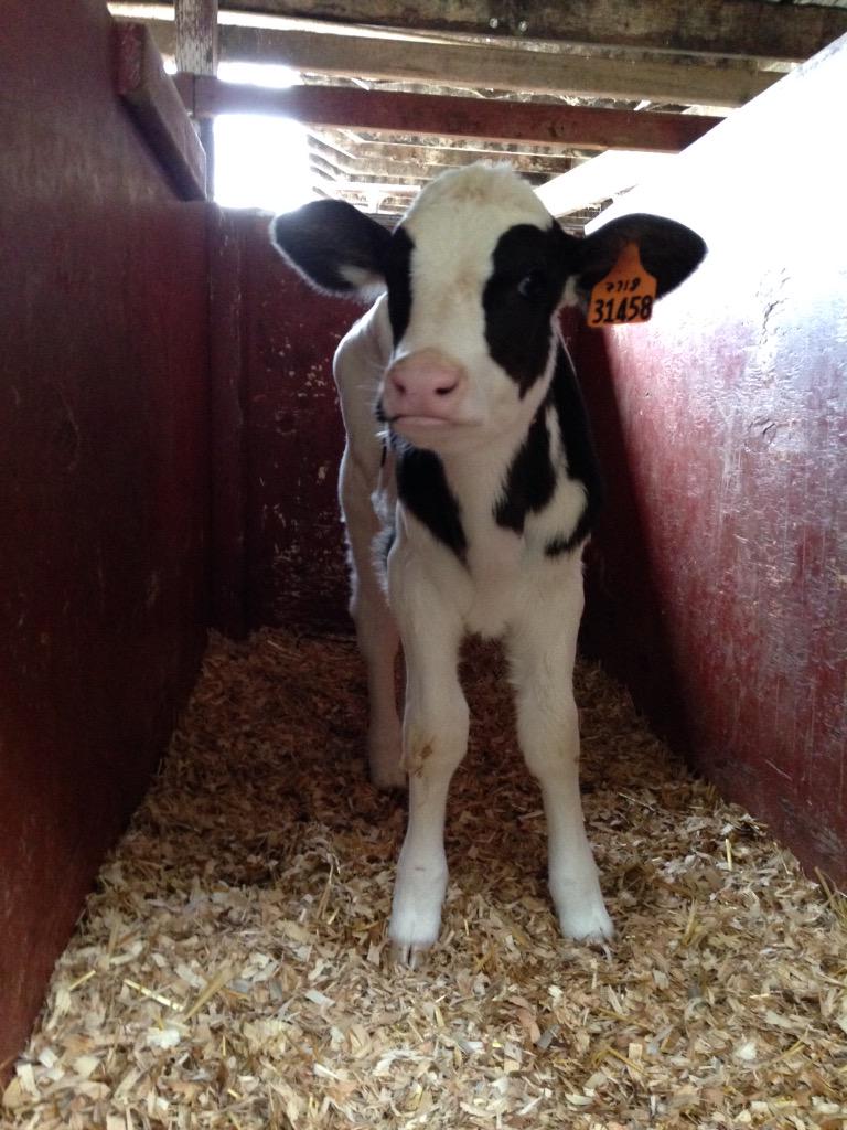 TwoOldDogs's tweet photo. On the @ArtisnCheezFest farm tour - #McClelland dairy in #Petaluma cows! http://t.co/CmclbC31Ma