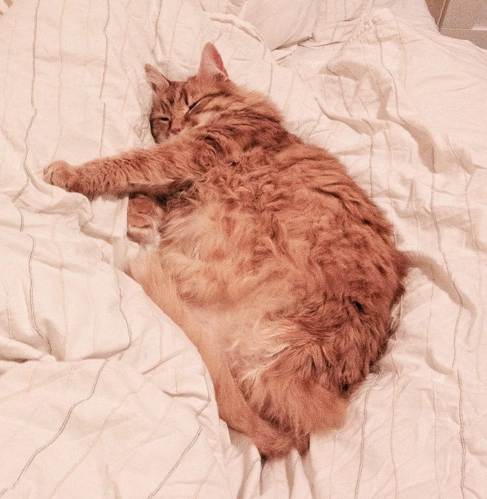 thelawes's tweet photo. @CeliaHammond Norman, adopted from Lewisham 4yrs ago after losing his leg in a rat trap. #CHAThappy http://t.co/XllsafGq6S